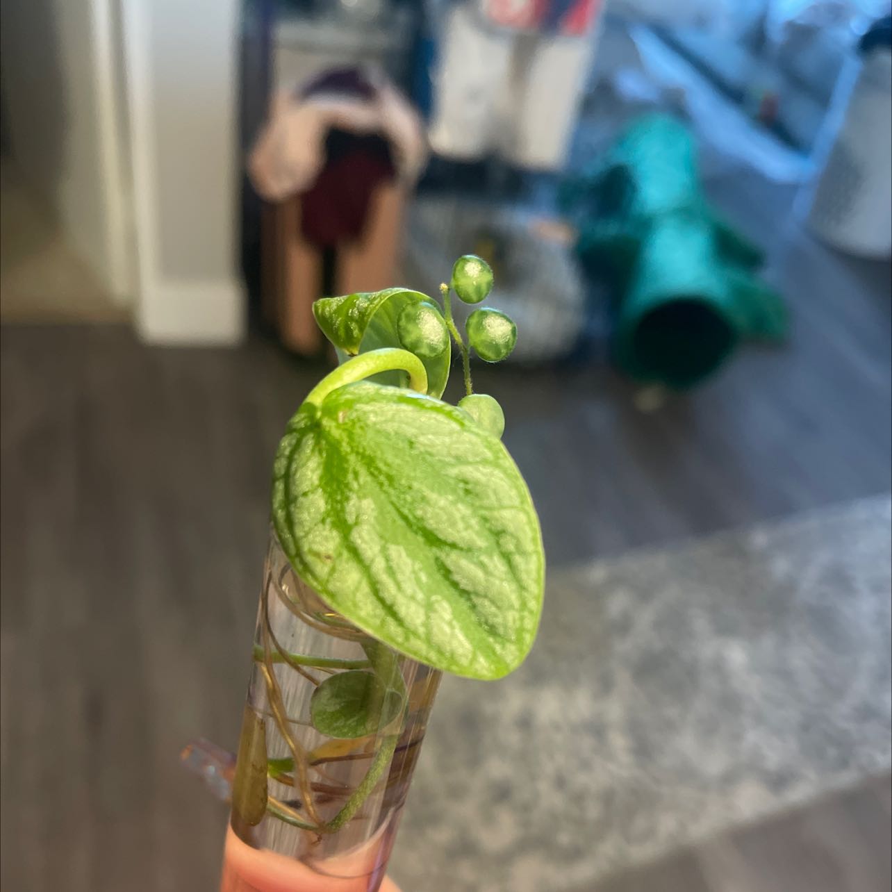 Photo of the plant species Velvet Shingler Monstera by @Lala_Love named Your plant on Greg, the plant care app