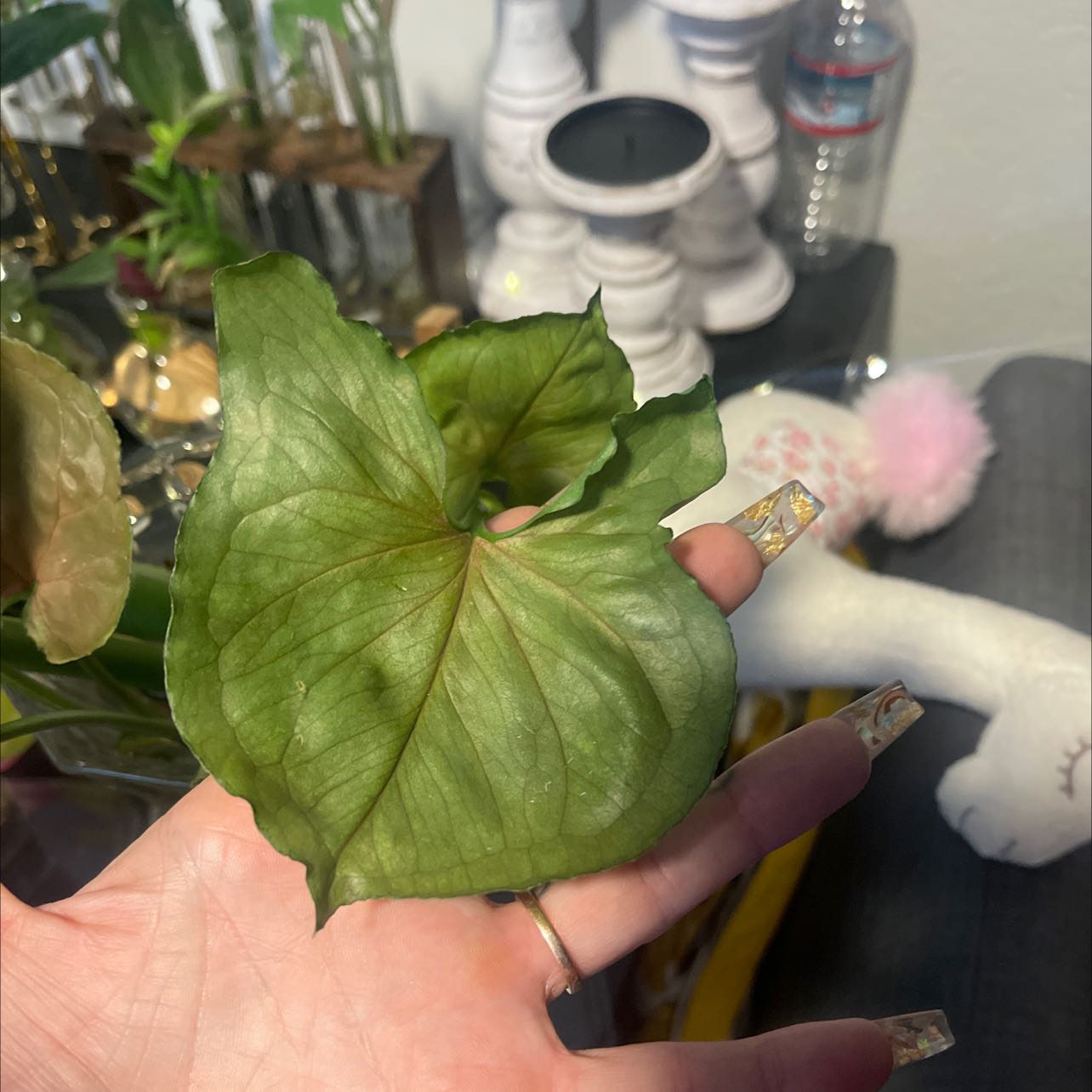 Photo of the plant species Plum Allusion Arrowhead Plant by @Lala_Love named Plum Alluison on Greg, the plant care app