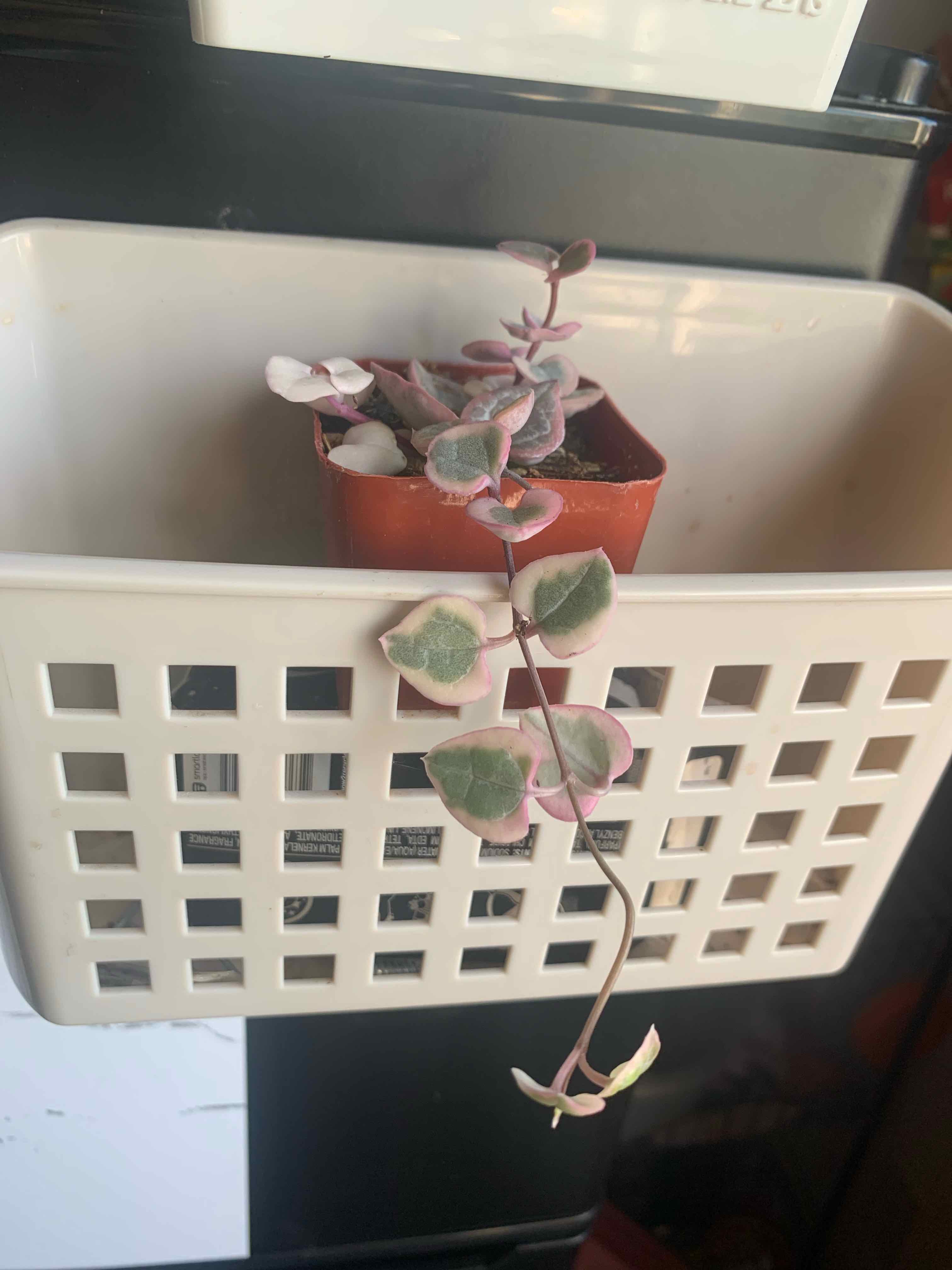 Variegated String of Hearts plant in a small pot inside a white basket.