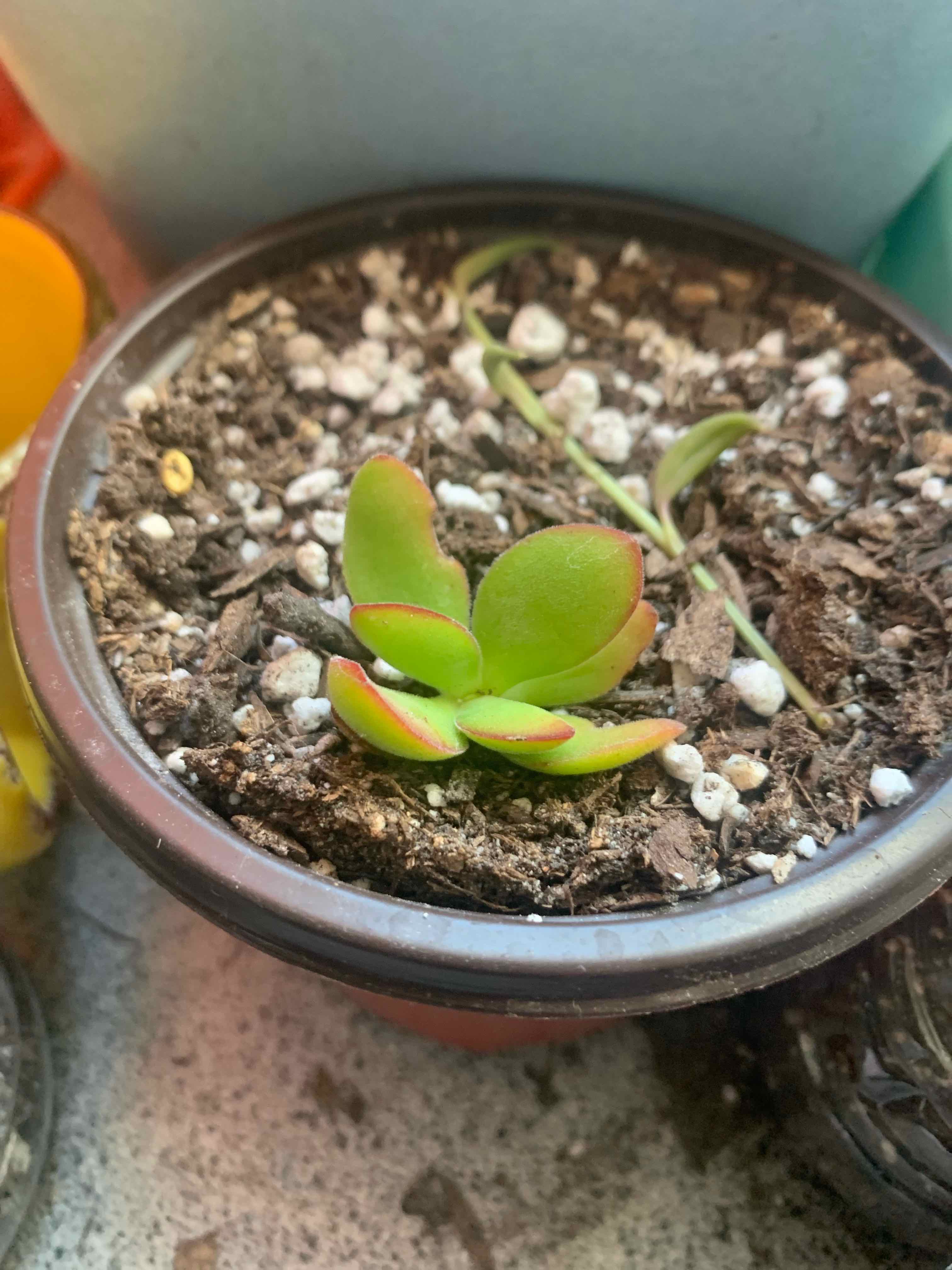 Kalanchoe 'Dragonfire' plant in a pot with visible soil, green leaves with red edges.