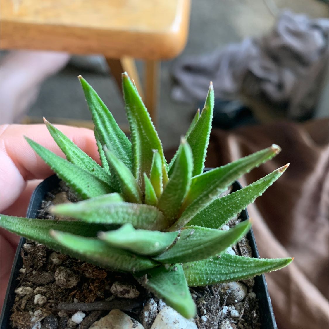 Photo of the plant species Zebra Plant Glabrata by @JollySucculents named Greg on Greg, the plant care app