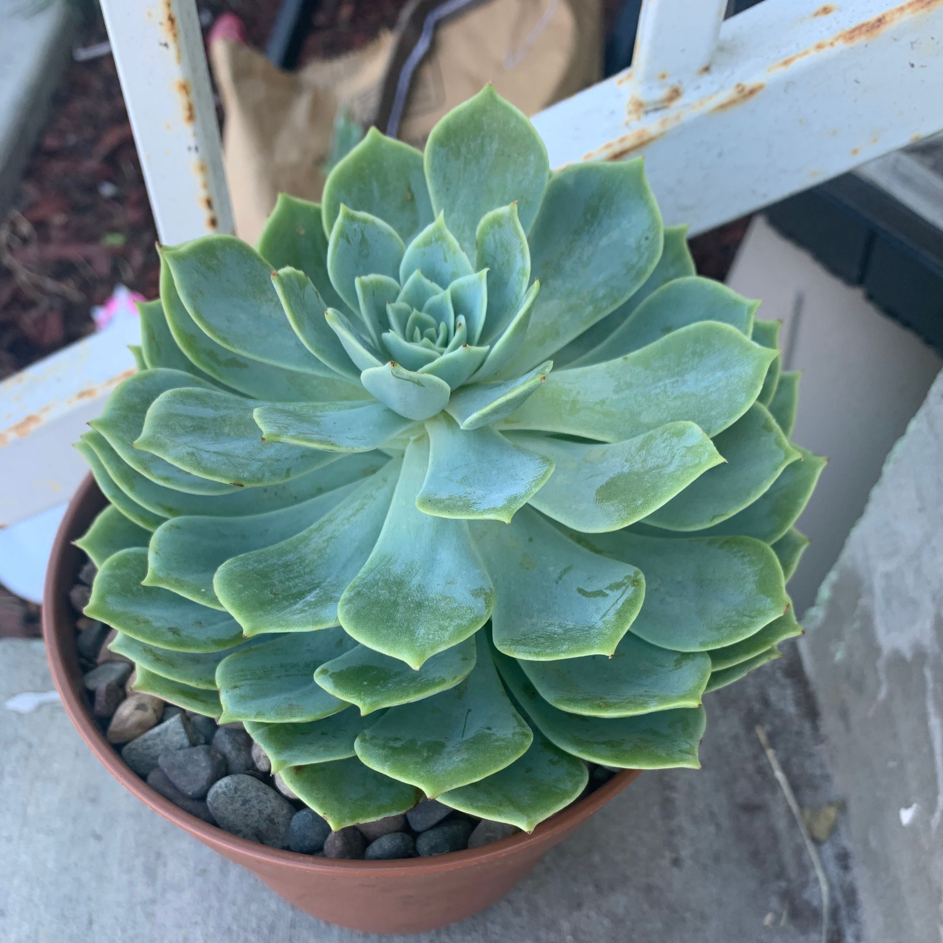 Photo of the plant species Blue Echeveria by @JollySucculents named Chungus on Greg, the plant care app