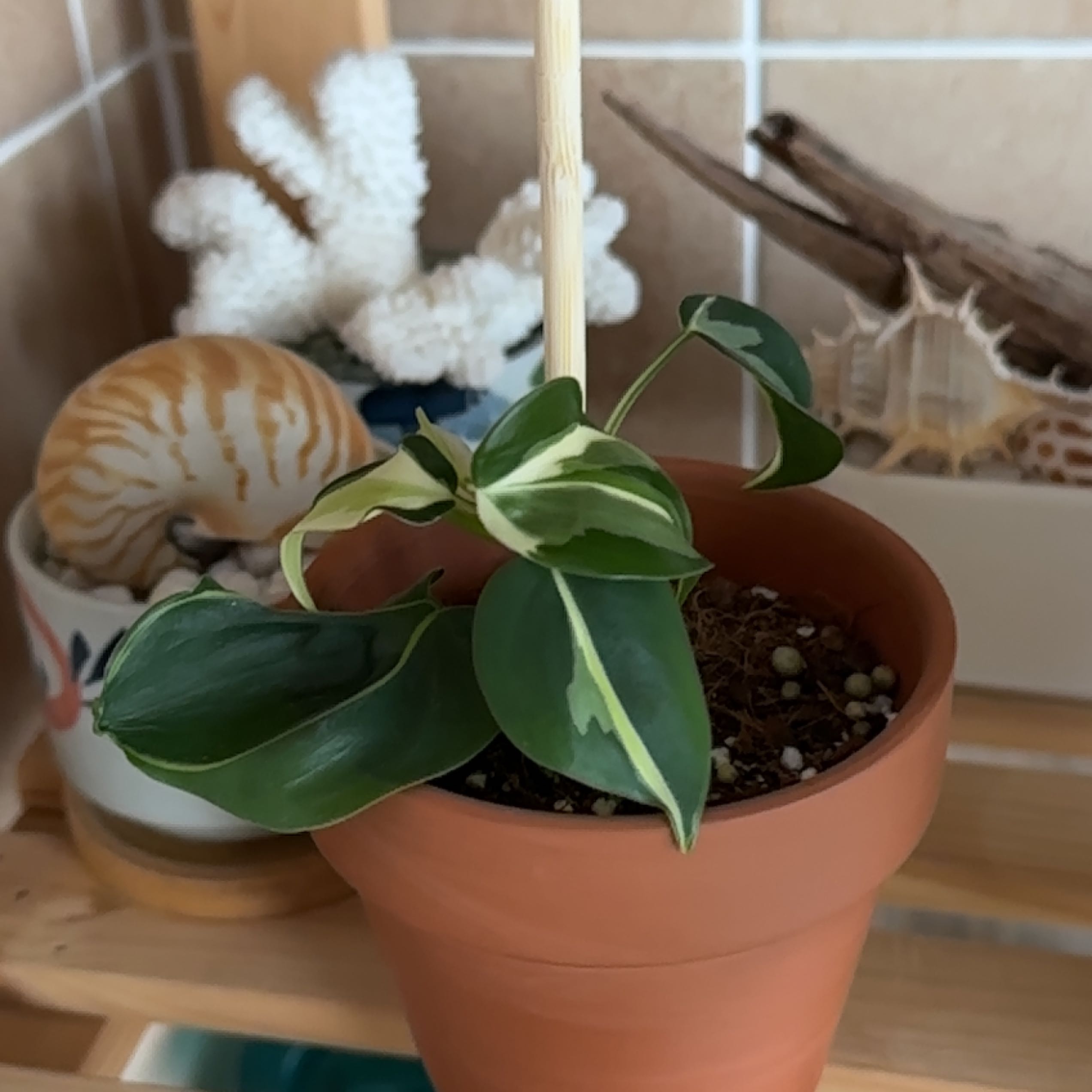 Philodendron 'Cream Splash' in a terracotta pot with variegated leaves, surrounded by decorative items.