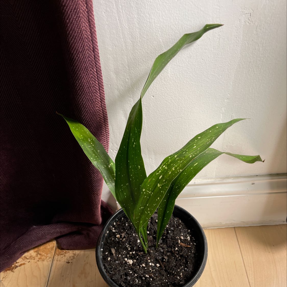 Potted Cast Iron Milky Way plant with green leaves and white speckles, placed indoors.