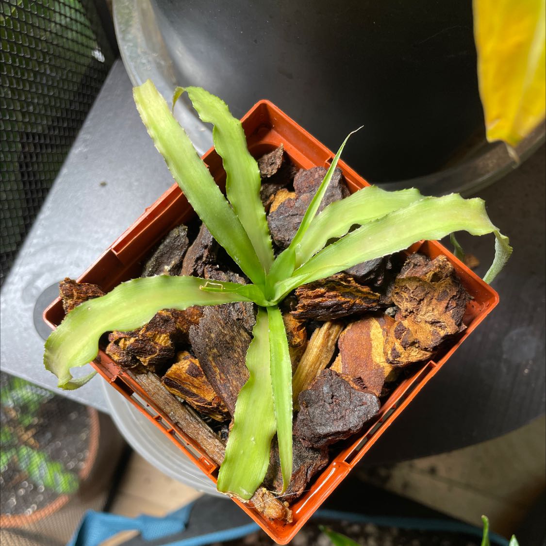 Plant care for Alfonso's Billbergia on Greg, the plant care app