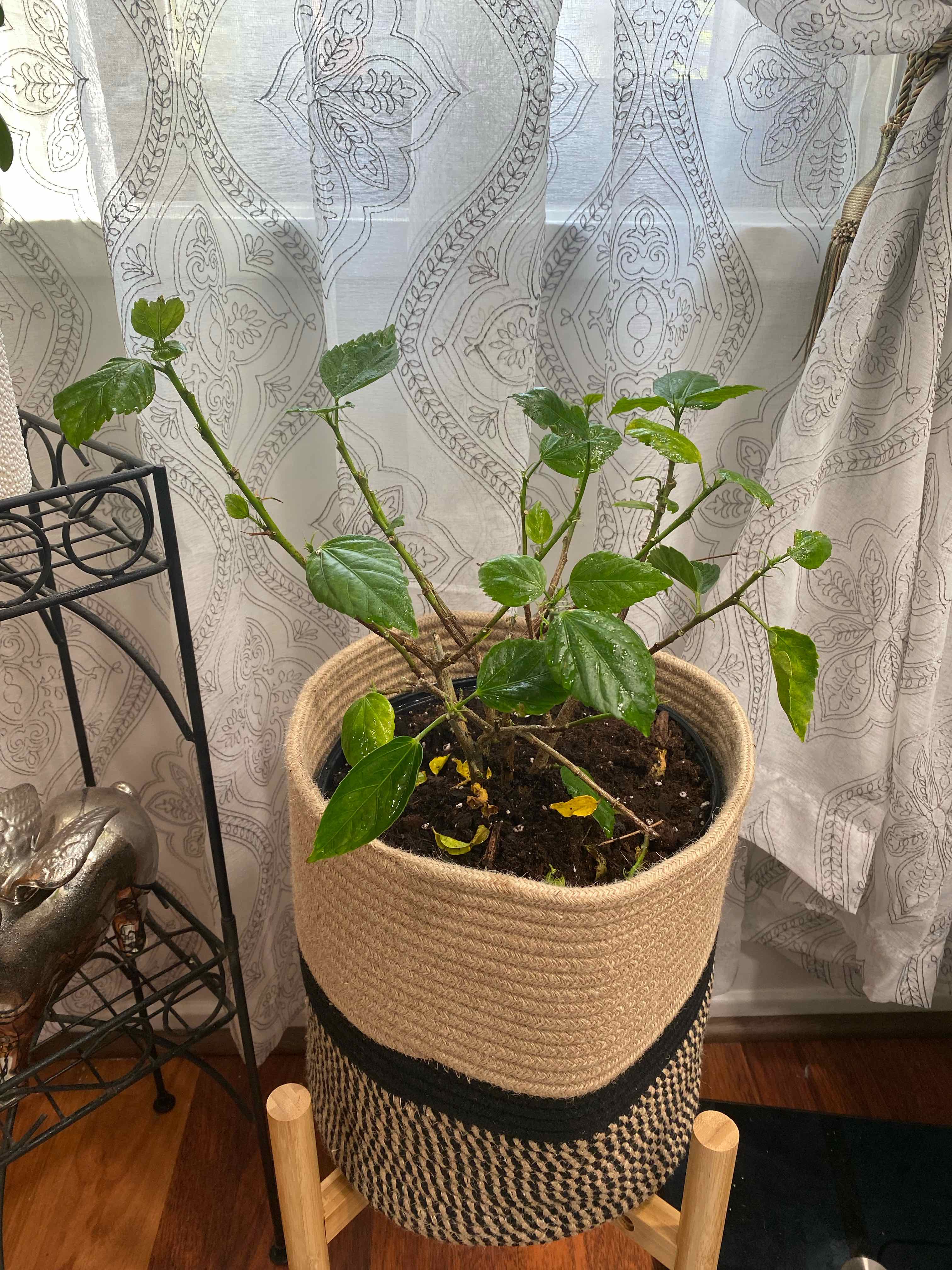 Chinese Hibiscus plant in a woven basket on a wooden stand, with some yellowing leaves.