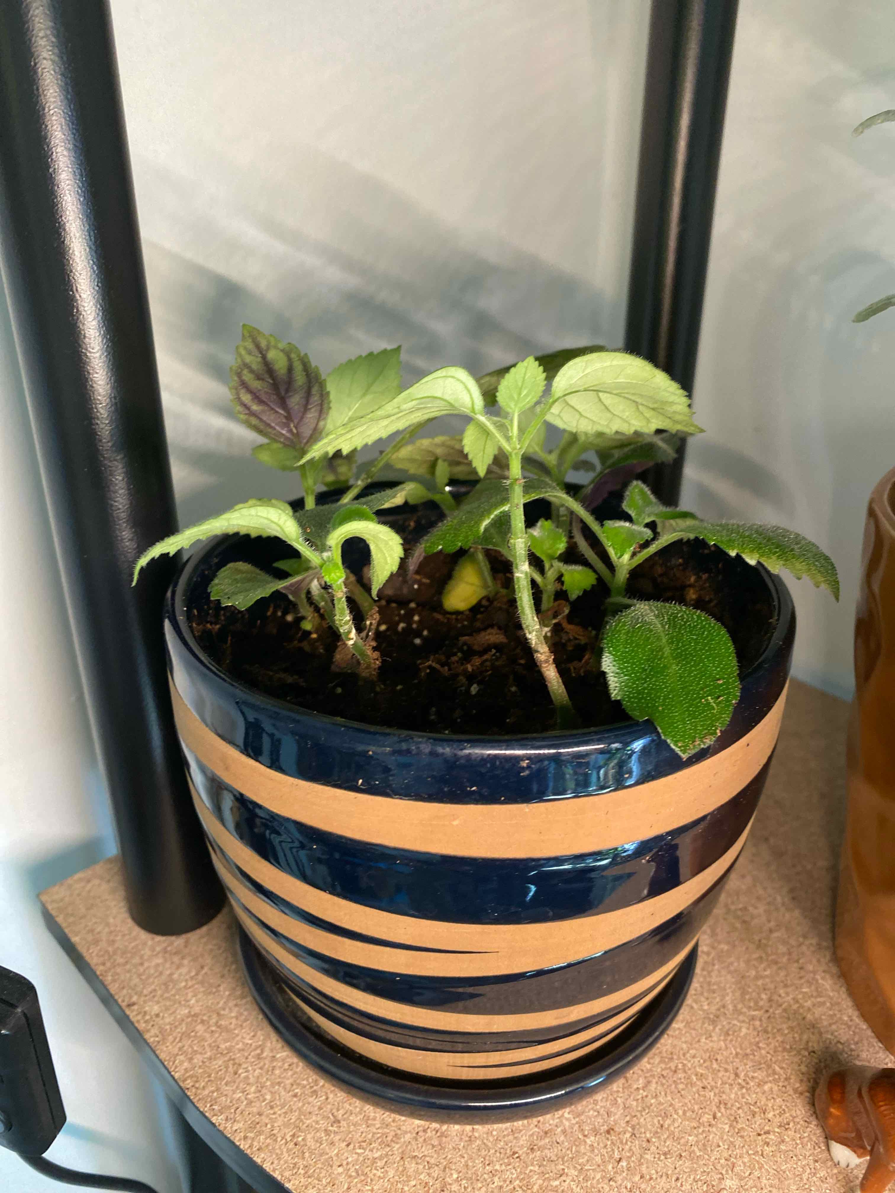 Plectranthus ecklonii plant in a decorative pot on a shelf, with visible soil and healthy leaves.