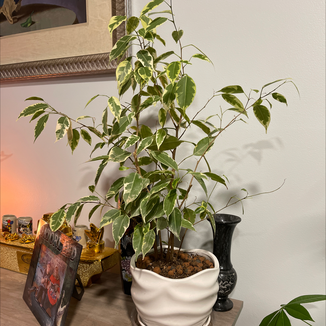 Photo of the plant species Variegated Weeping Fig by @Greg2005 named 🪴Fig Benjamina🪴 on Greg, the plant care app