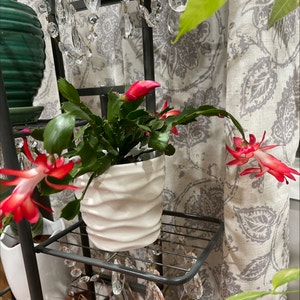 Thanksgiving Cactus plant photo by @Greg2005 named Dekabrist on Greg, the plant care app.