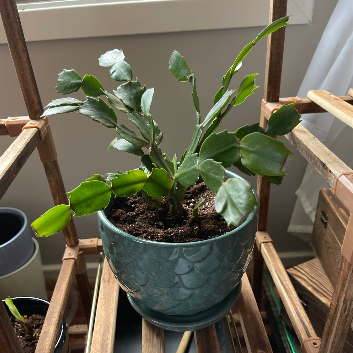 False Christmas Cactus plant photo by @Greg2005 named Christmas Dekabrist on Greg, the plant care app.