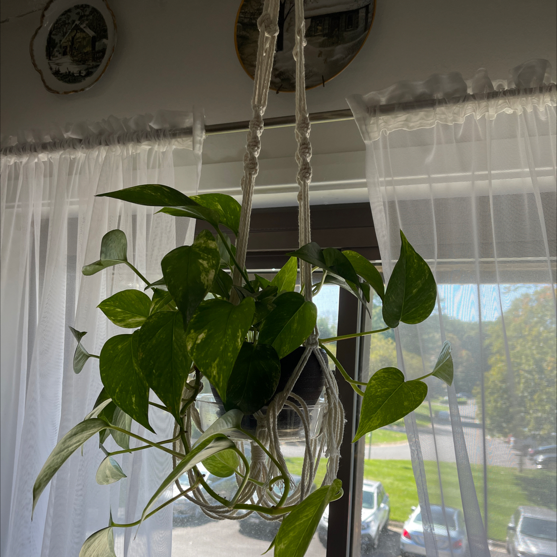 Taro Vine plant photo by @Greg2005 named Golden Daughter of three on Greg, the plant care app.