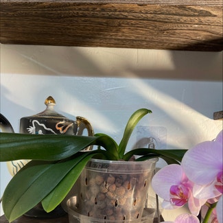 Easter Orchid plant in Gaithersburg, Maryland