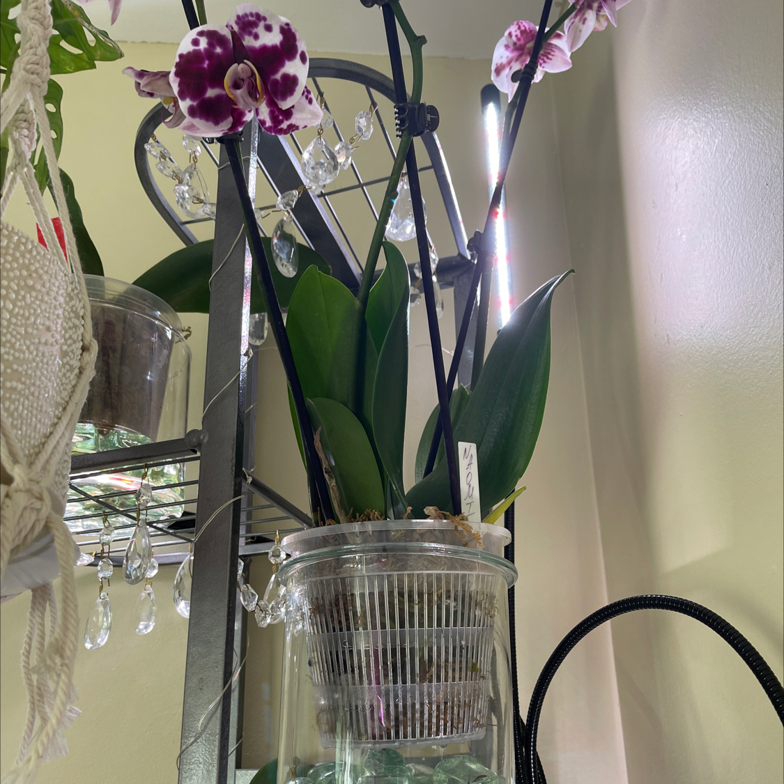 Phalaenopsis orchid with purple and white flowers in a transparent pot with visible roots.