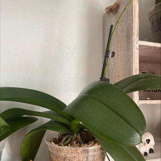 Mini Phalaenopsis Orchid plant in Gaithersburg, Maryland