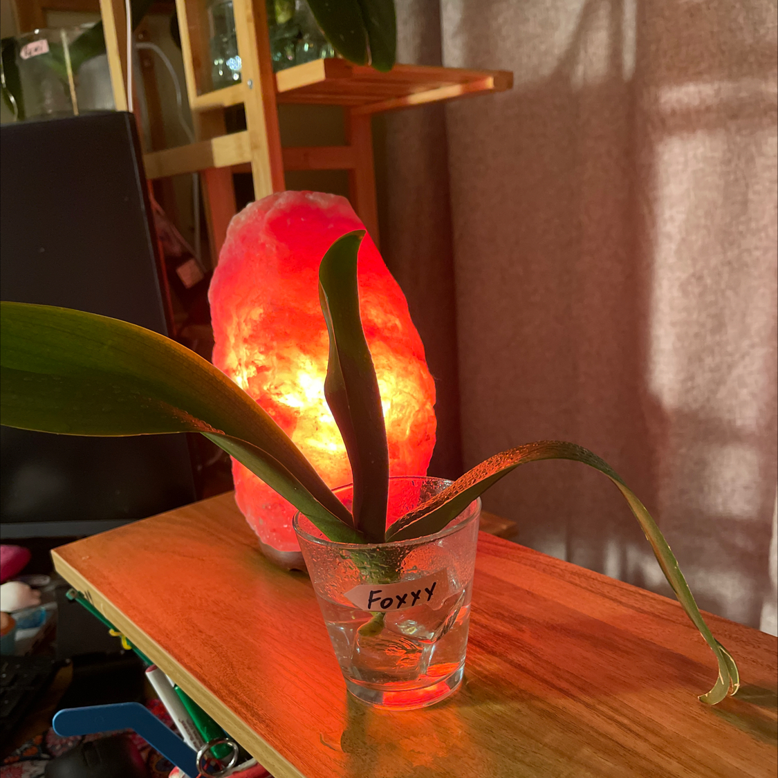 Mini Phalaenopsis Orchid in a transparent container labeled 'Foxxy' on a wooden surface with a salt lamp in the background.