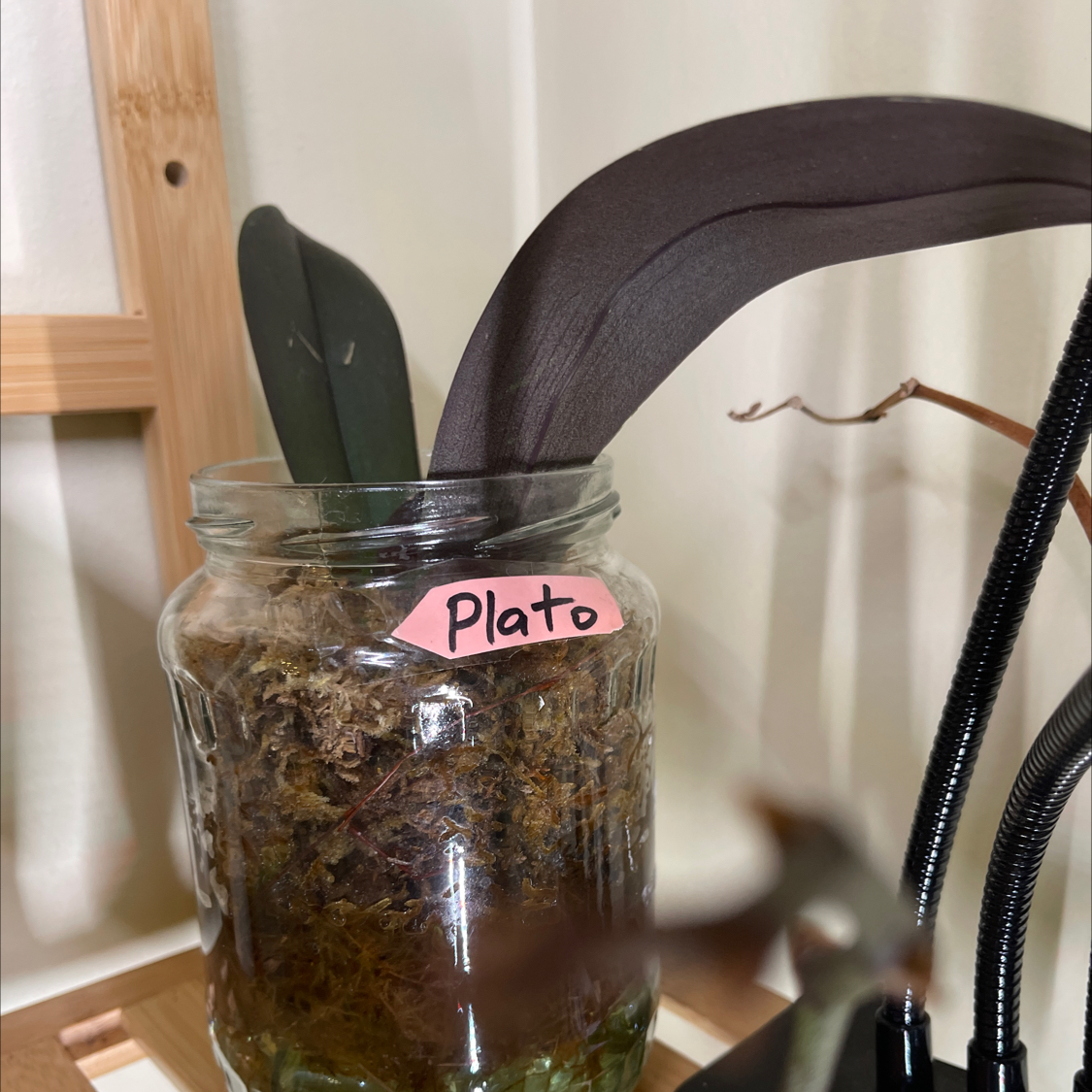 Mini Phalaenopsis Orchid in a glass jar labeled 'Plato' with dark leaves and moss soil.