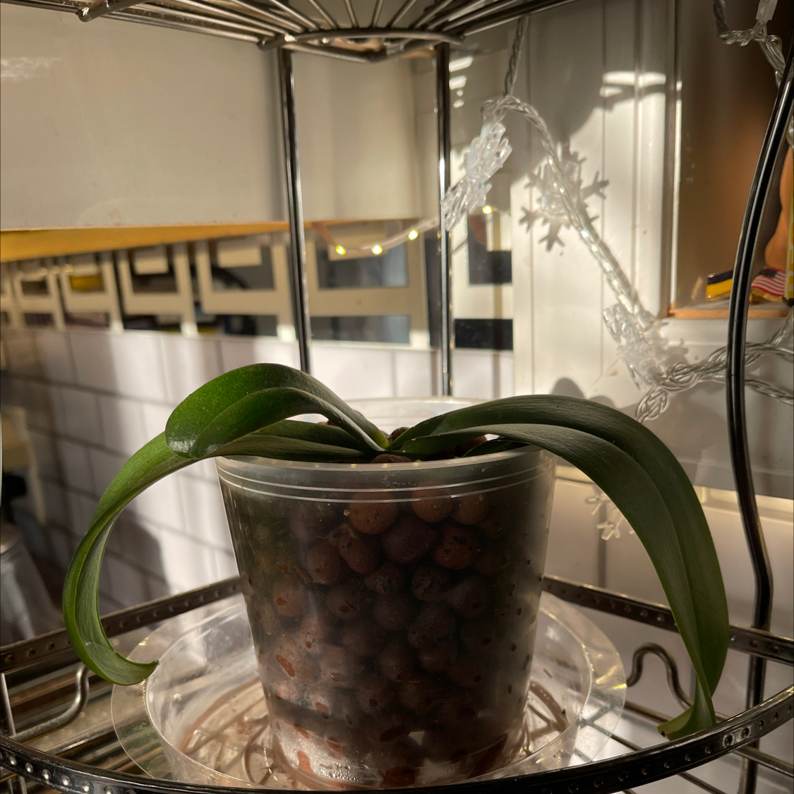 Potted Bush Lily plant in a transparent container with visible soil.
