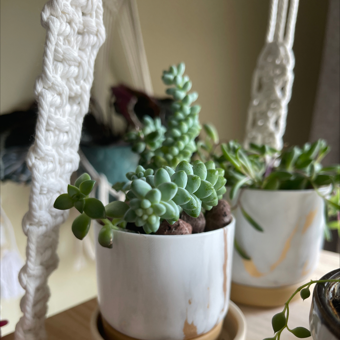 Potted Corsican Stonecrop succulent indoors, healthy and well-framed.