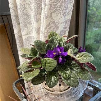 African Violet plant in Gaithersburg, Maryland