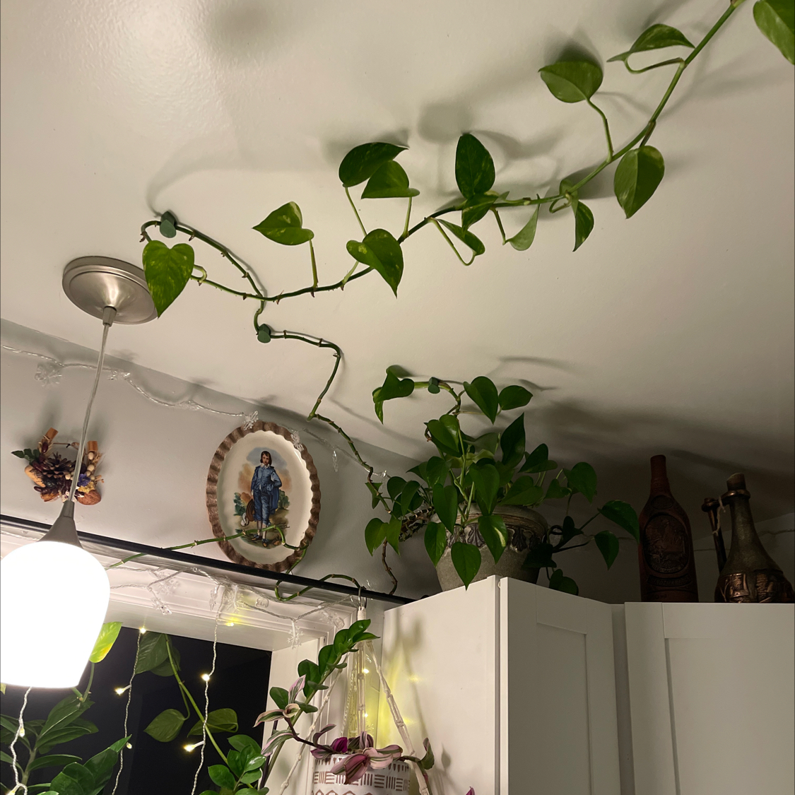 Taro Vine plant photo by @Greg2005 named Golden Aria🌱🪴🍃 on Greg, the plant care app.