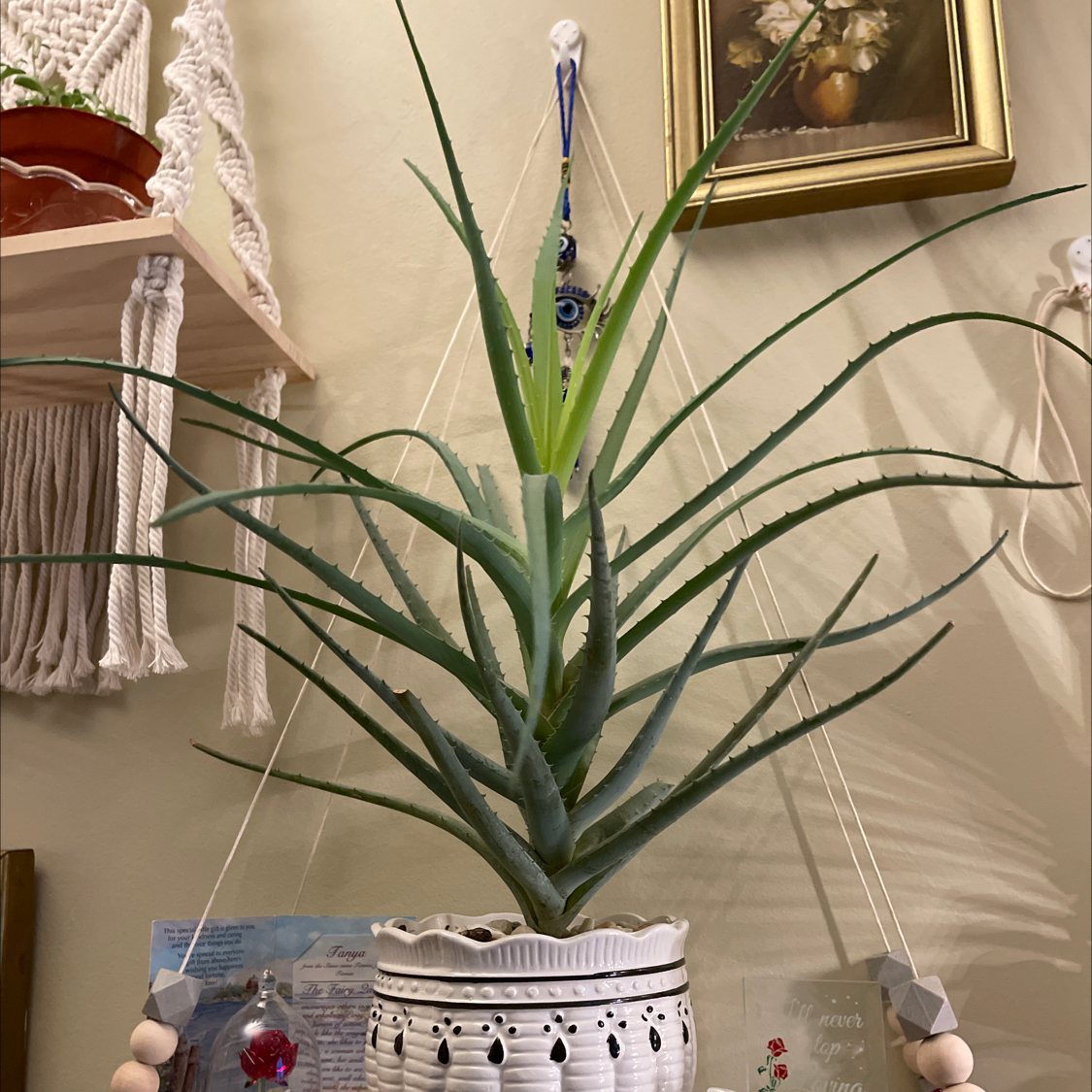 Aloe vera plant photo by @Greg2005 named Aloe Vera Eva🎍 on Greg, the plant care app.