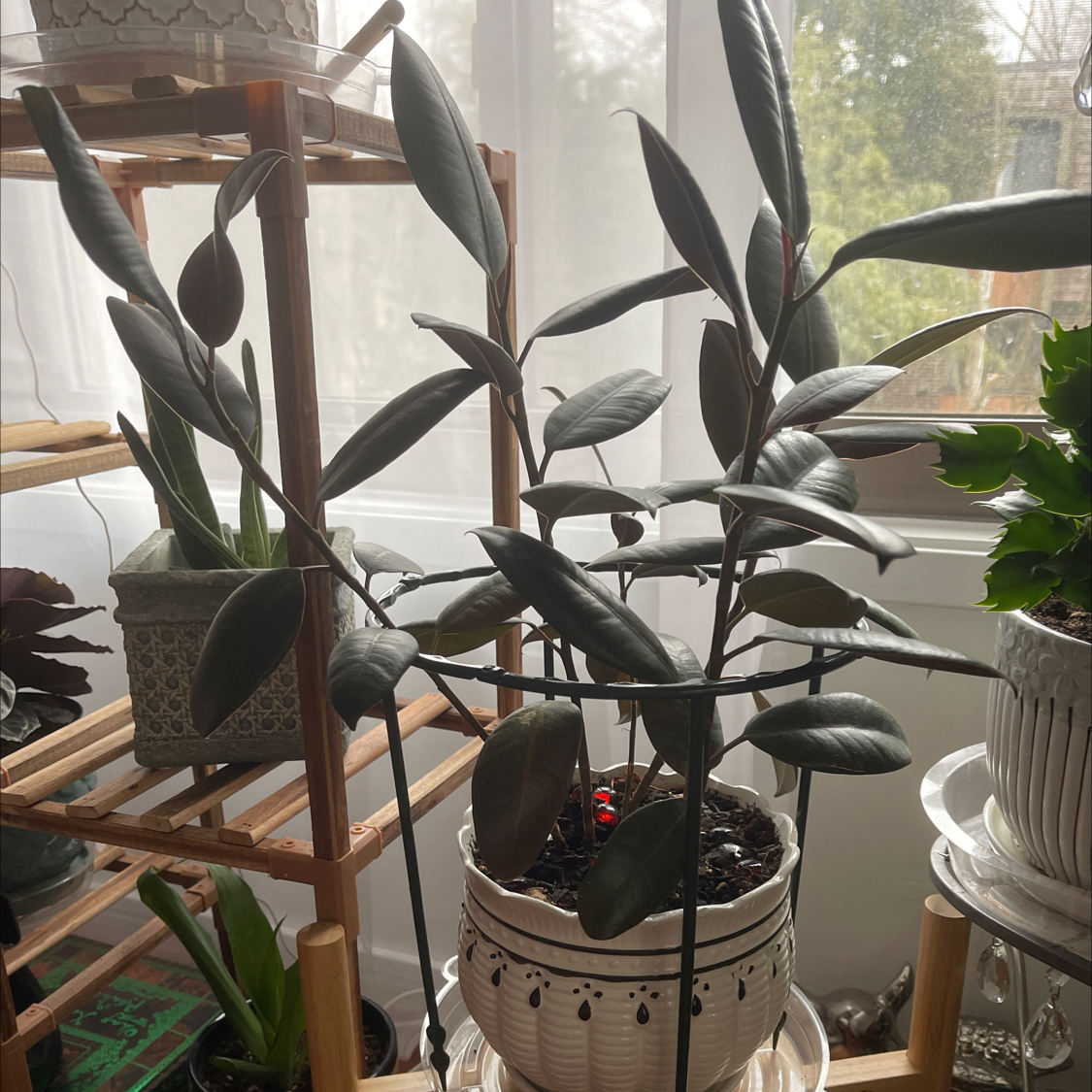 Rubber Plant plant photo by @Greg2005 named Rubber Ronaldo on Greg, the plant care app.