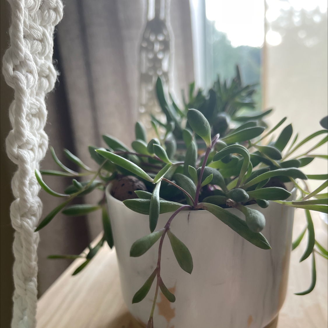 String of Rubies plant in a white pot with green leaves and purple stems, placed indoors.
