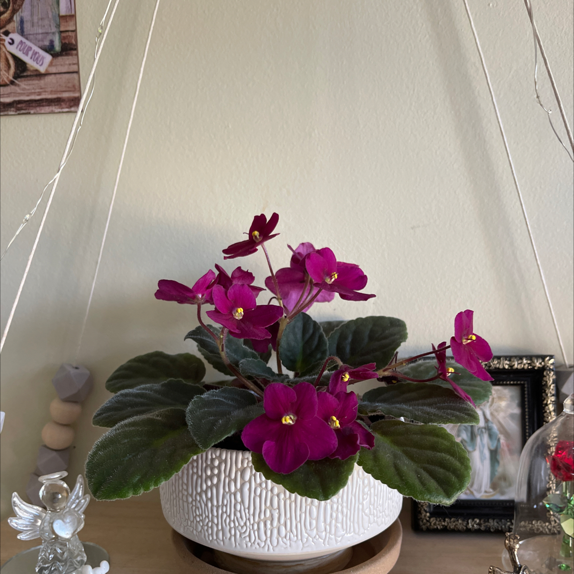 African Violet plant photo by @Greg2005 named Violet Athena on Greg, the plant care app.