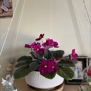 African Violet plant photo by @Greg2005 named Athena on Greg, the plant care app.
