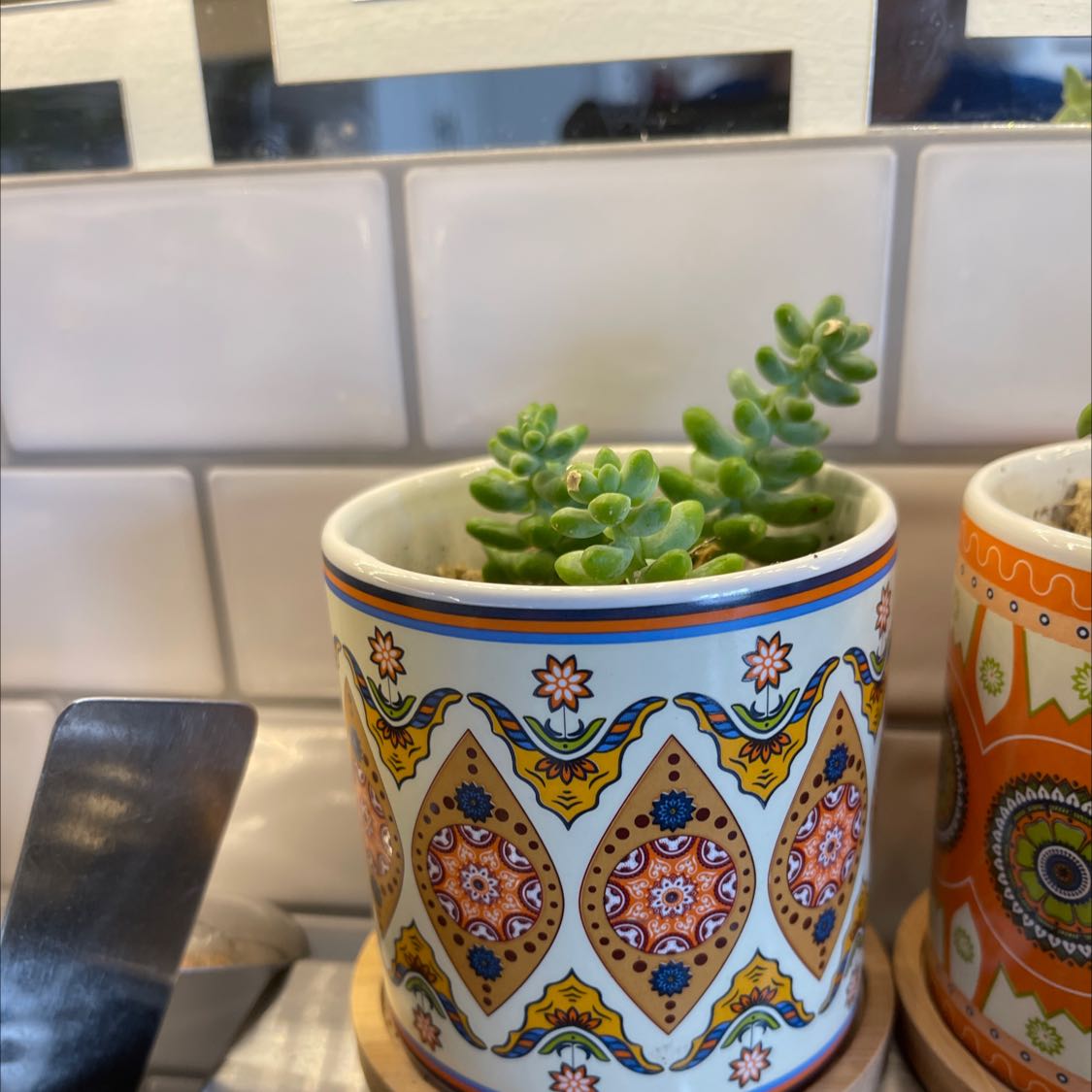 Corsican Stonecrop plant in a decorative pot with a tiled wall background.