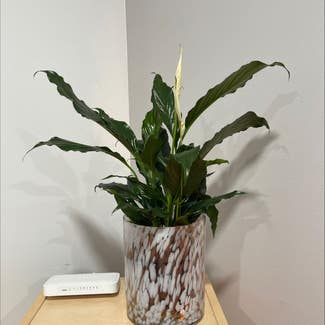 Peace Lily plant in Gaithersburg, Maryland