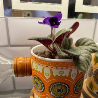 Kenyan Violet plant in Gaithersburg, Maryland