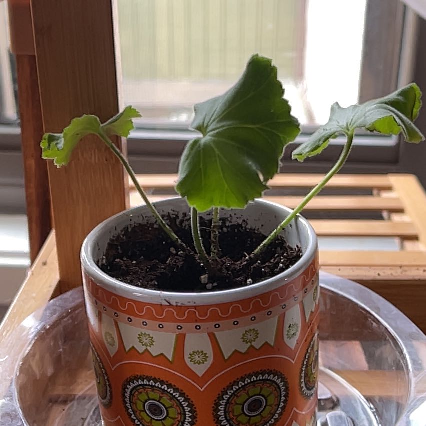 Garden Nasturtium plant in a decorative pot with visible soil and healthy leaves.