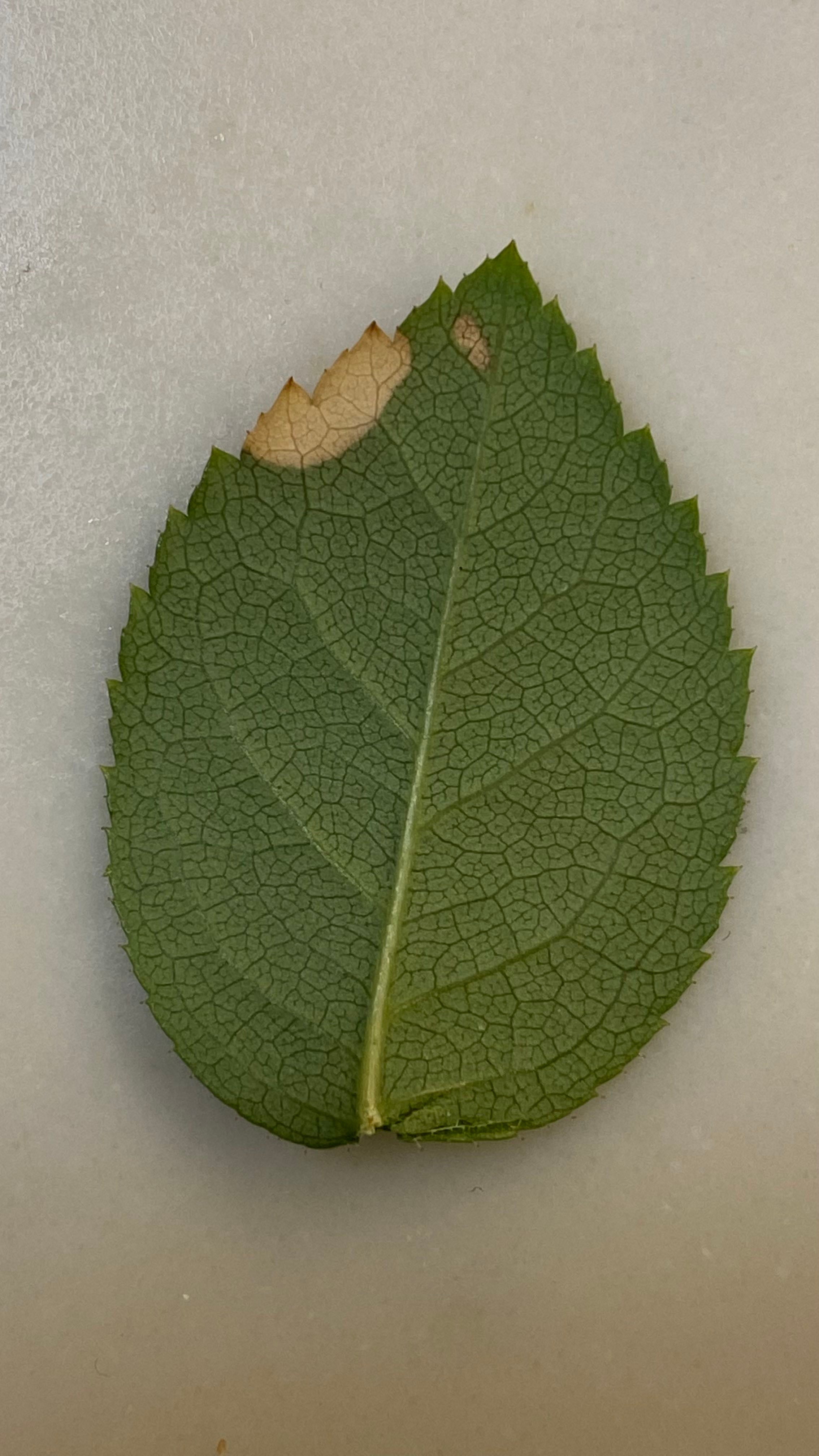10 Key Factors in Choosing a White Iceberg Shrub Rose Pot 🌹