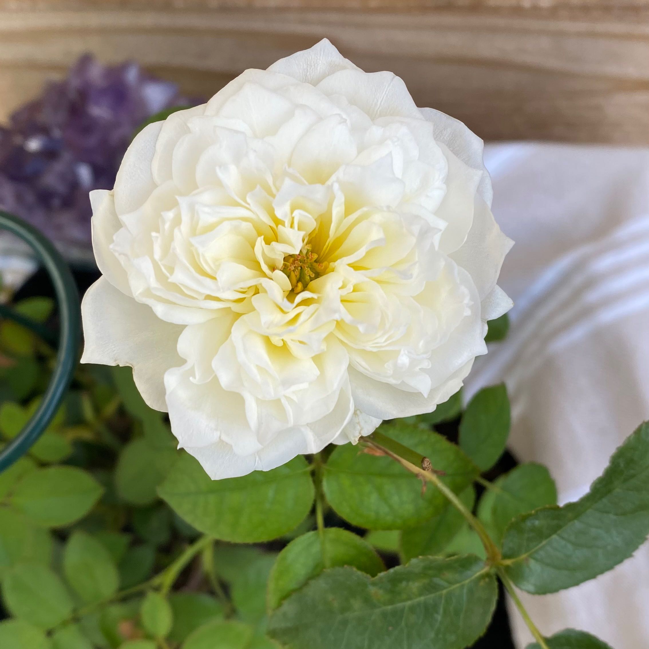 Rose Bolero