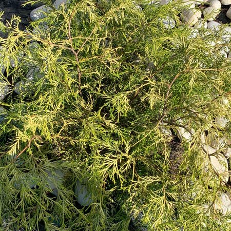 Photo of the plant species Savin Juniper by Decisivetagetes named Bieber on Greg, the plant care app