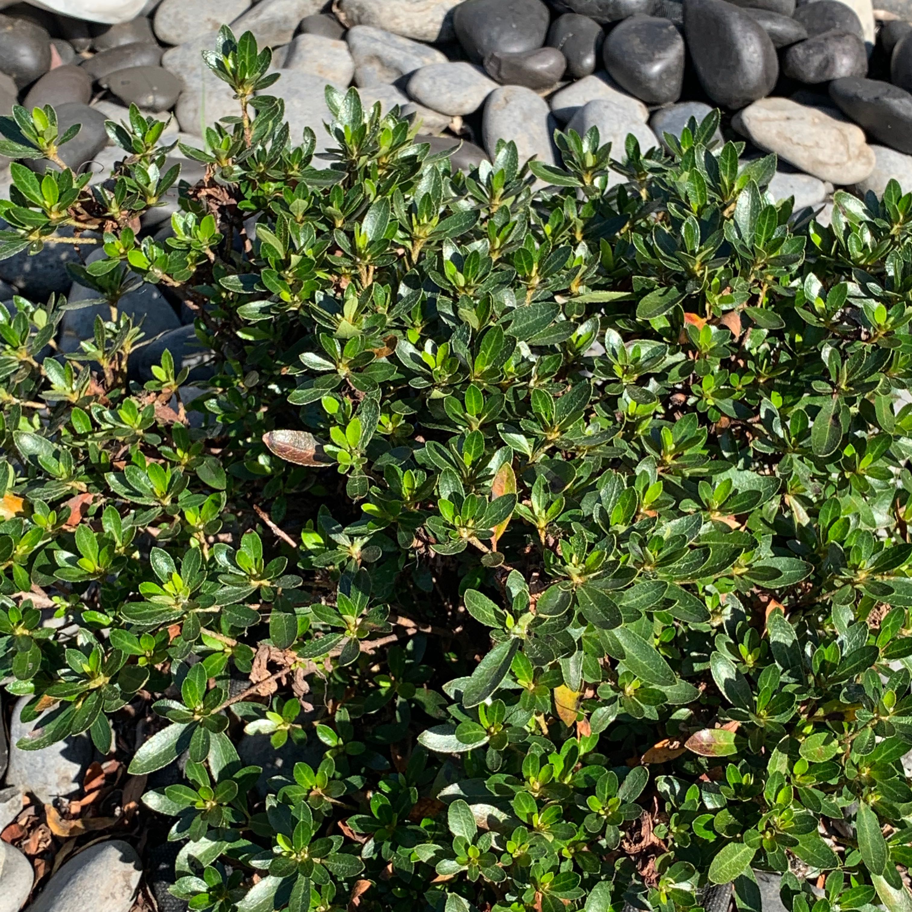 Plant care for Gaultheria arfakana on Greg, the plant care app