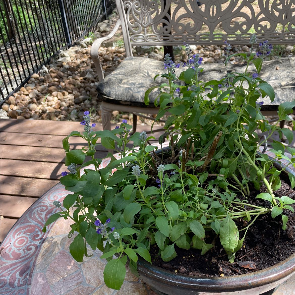 Potted Mealycup Sage plant with green leaves and small purple flowers on an outdoor table.
