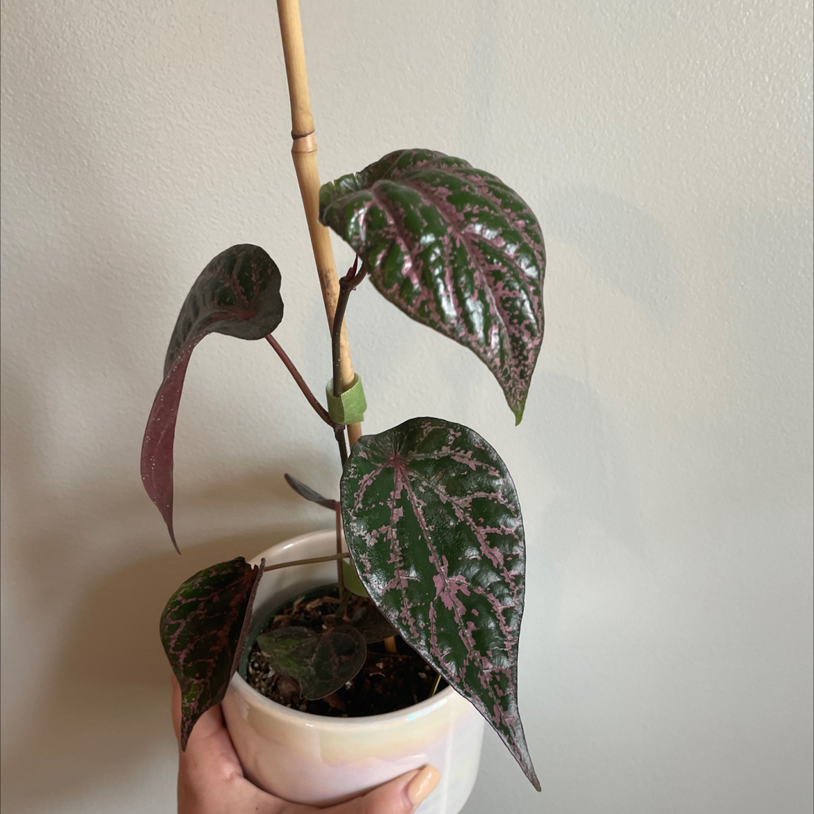Red Betel plant with heart-shaped leaves in a pot, held by a hand.