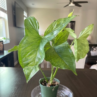 Syngonium podophyllum 'Mojito' plant in Charlotte, North Carolina