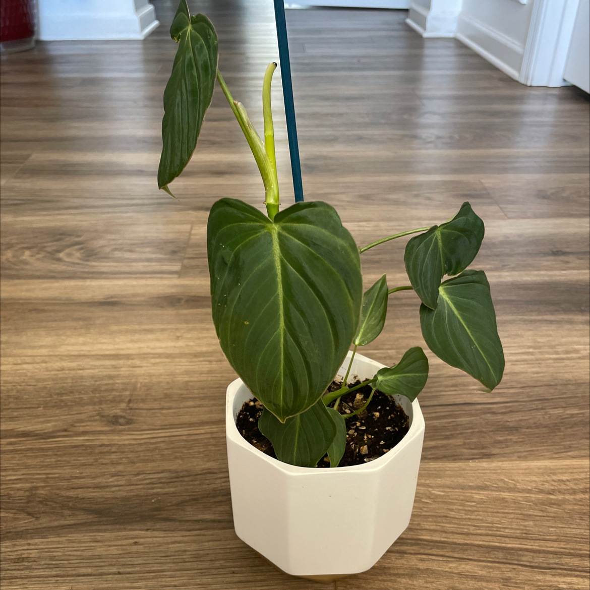 Philodendron 'Glorius' plant in a white pot with visible soil, well-framed and in focus.