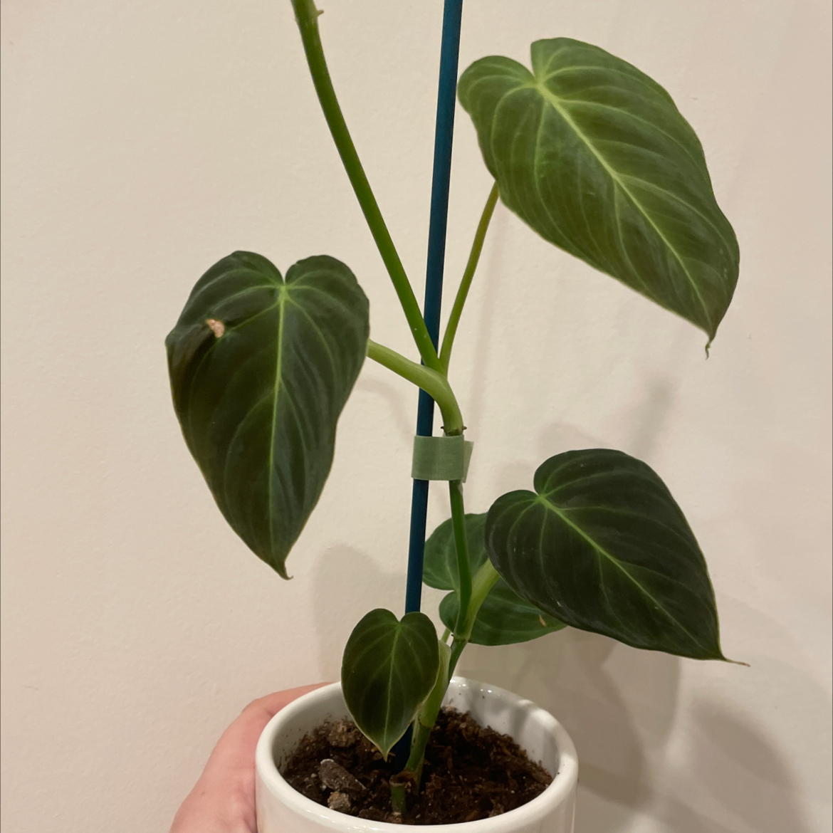 Philodendron Splendid plant in a white pot with dark green, heart-shaped leaves.