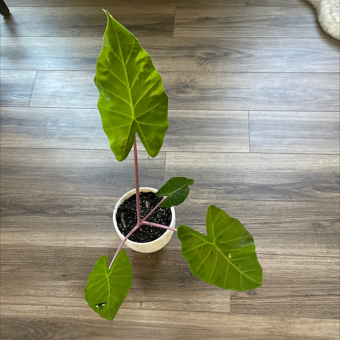 Alocasia 'Imperial Red' plant with large green leaves and pinkish-red stems in a white pot.