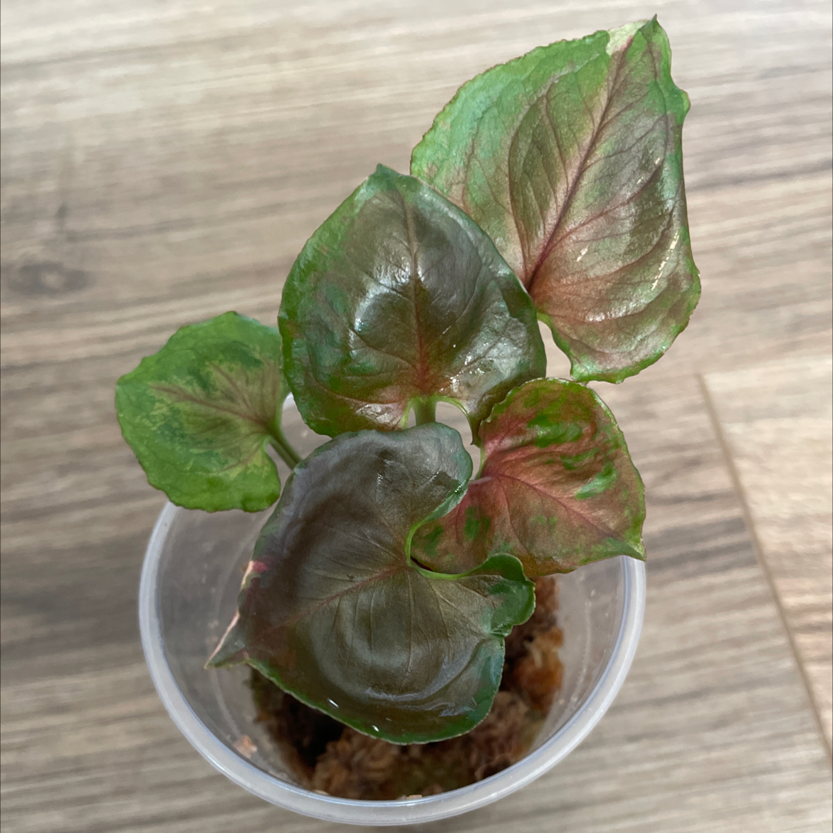 Photo of the plant species Strawberry Ice Galaxy Arrowhead Plant by @Nataliesplants named (S) Arrow-smith on Greg, the plant care app