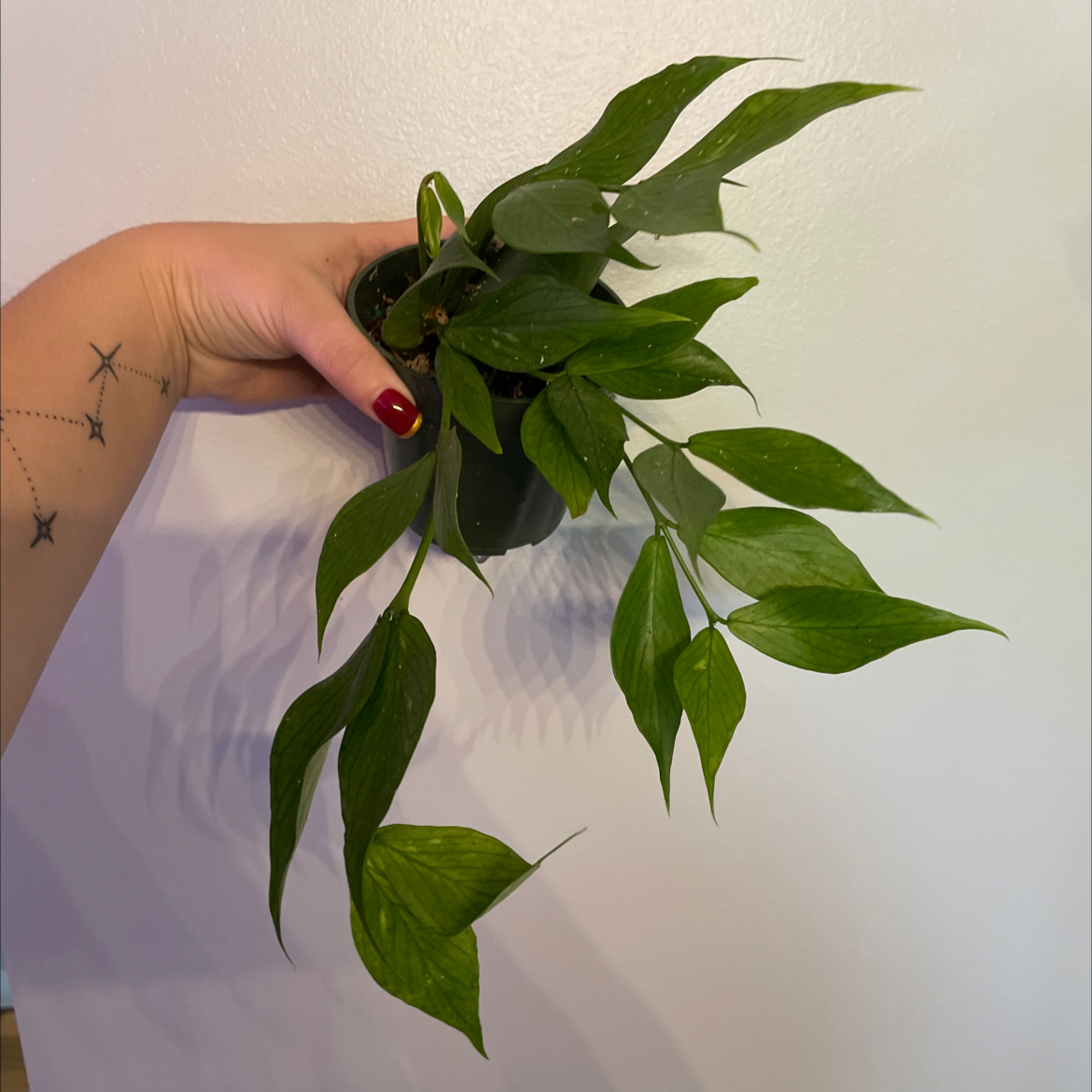 A healthy Fishtail Hoya plant being held by a hand with a plain background.