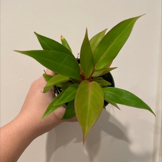 Philodendron Prince of Orange plant in Charlotte, North Carolina