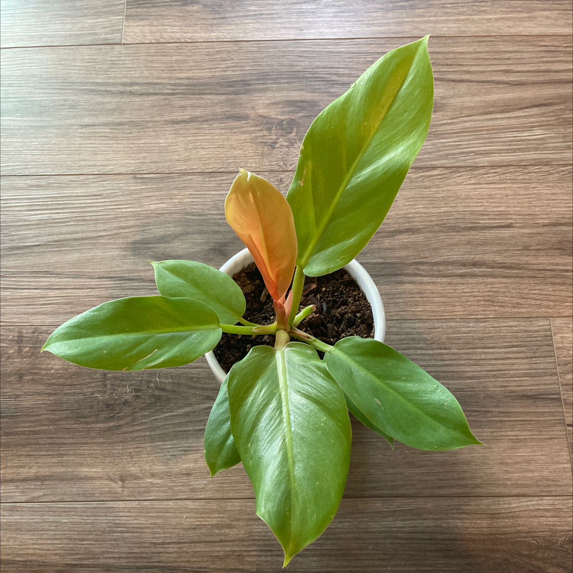 Philodendron Golden Melinonii plant in a pot with visible soil and healthy green leaves.