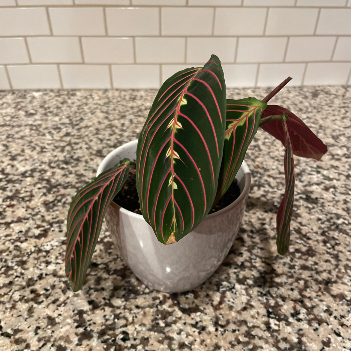 Prayer Plant (Maranta leuconeura) in a white pot on a speckled countertop with green leaves and red veins.