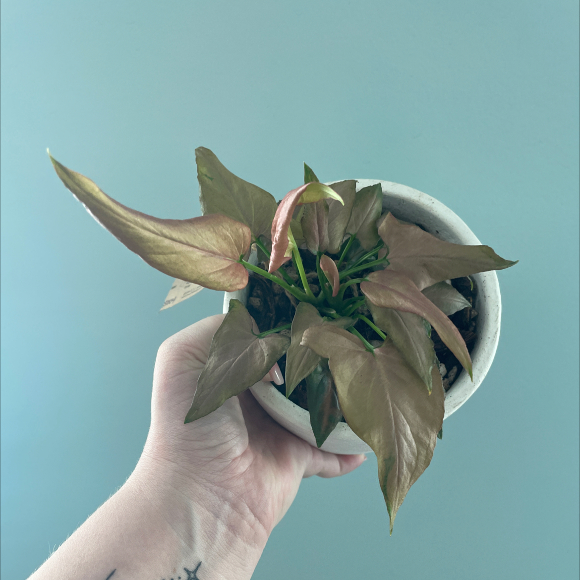Photo of the plant species Mickey Arrowhead Plant by @Nataliesplants named (S) Mickey Mantle on Greg, the plant care app
