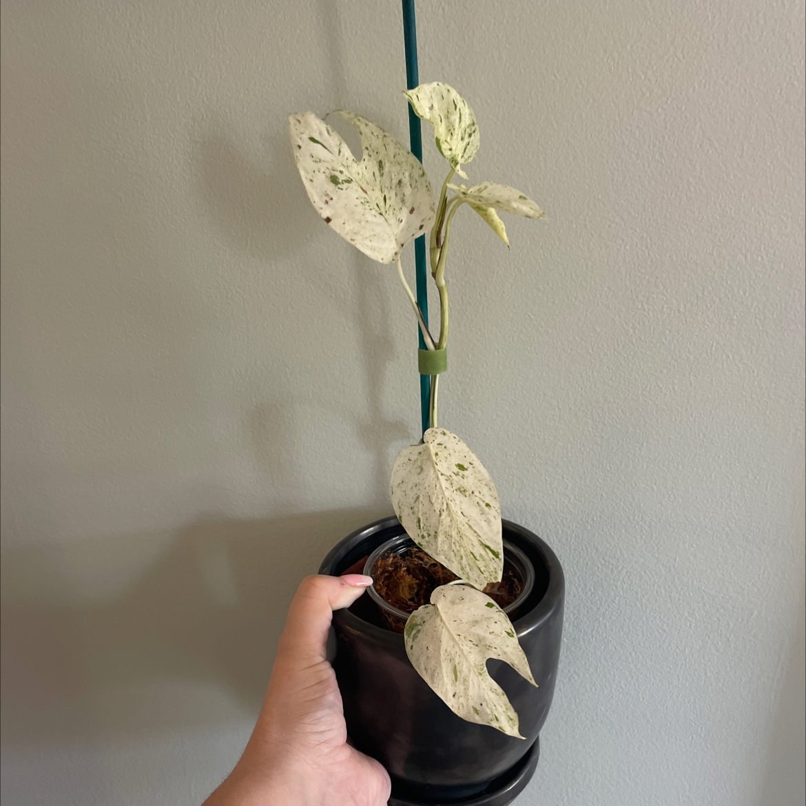 Marble Epipremnum Pinnatum plant in a black pot, held by a hand, with variegated leaves.